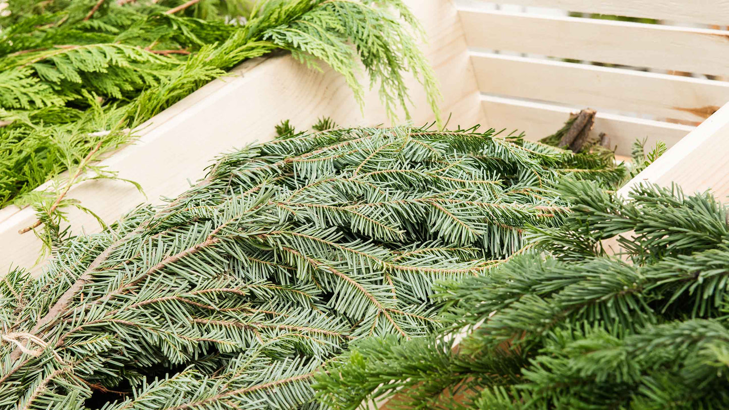 DIY Evergreen Bundle