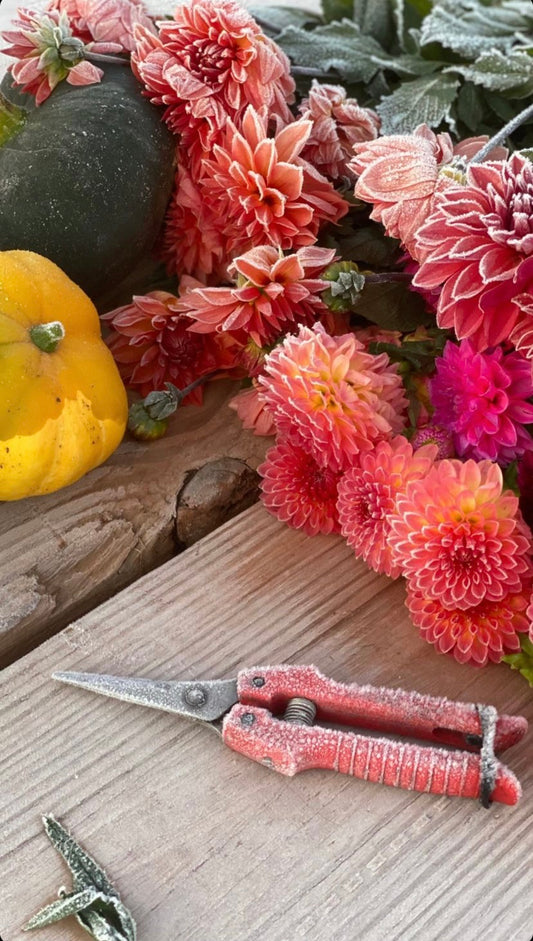 Florist vs Farmer-Florist vs Flower Farm